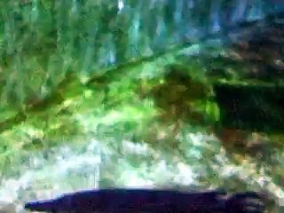 巨大なピラルク！（水族館、深海、ペット、海、動画、魚、生物  サメ クジラ）