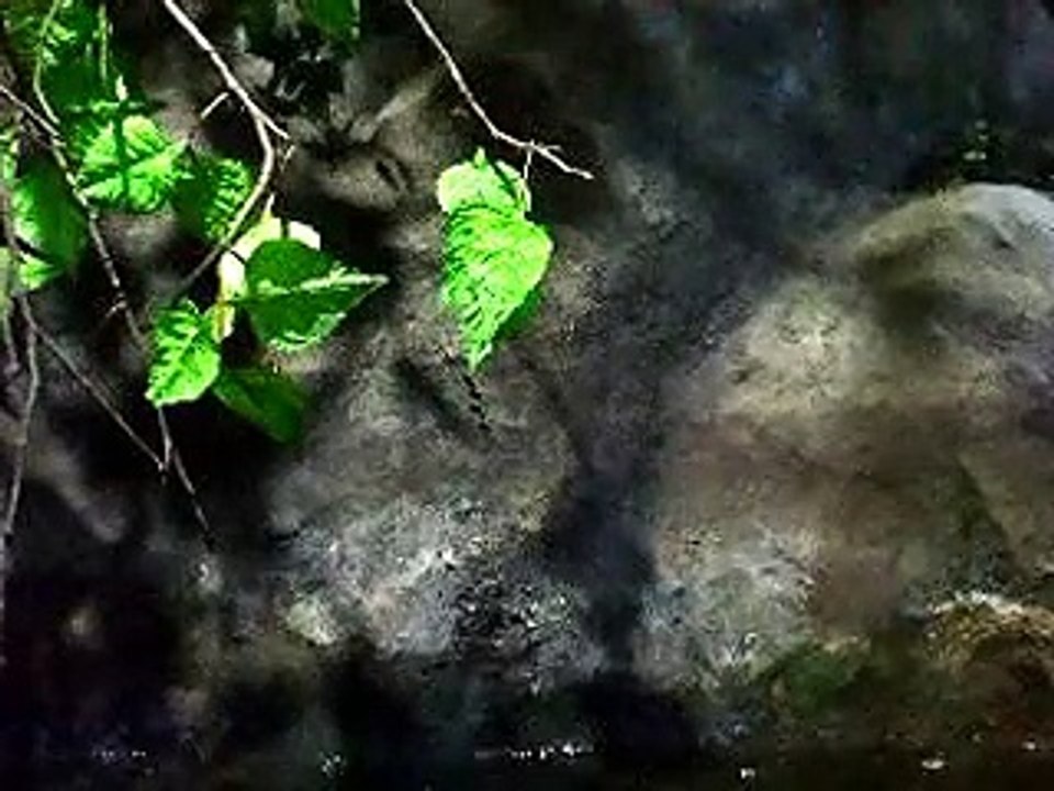 鮭にエサを与えると（水族館、深海、ペット、海、動画、魚、生物）