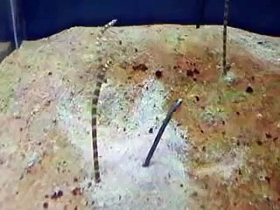 謎の穴掘り魚　（水族館、深海、ペット、海、動画、魚、生物）