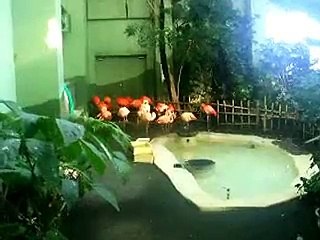 フラミンゴの集い（動物園、ペット、動画、生物、犬、猫、鳥）