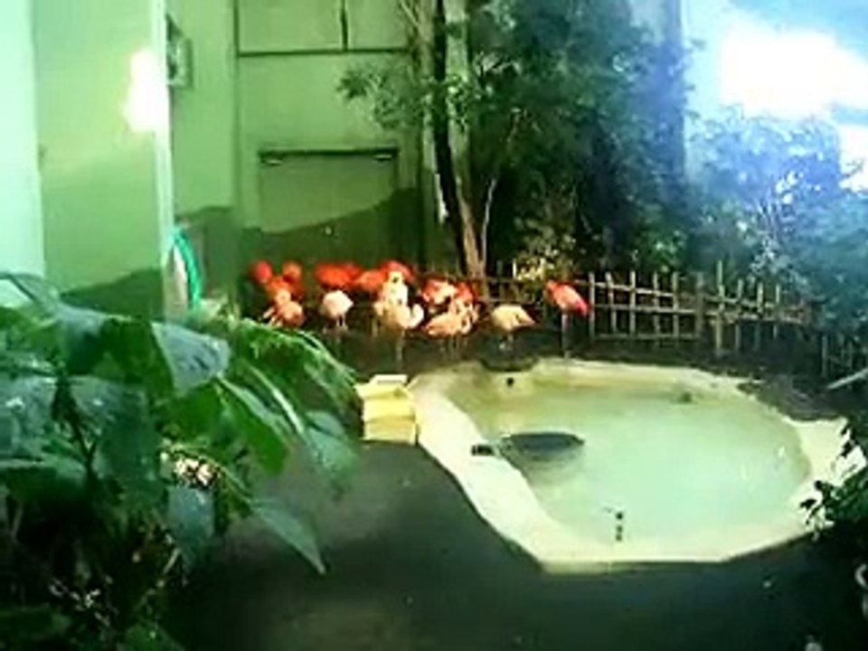 フラミンゴの集い（動物園、ペット、動画、生物、犬、猫、鳥）