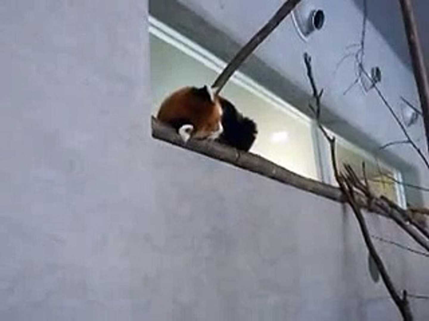 ⁣レッサーパンダ（動物園、ペット、動画、生物、犬、猫、動物）