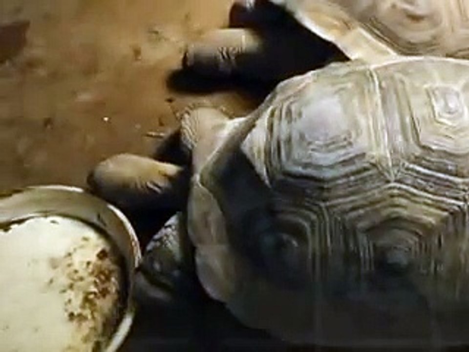巨大カメ（動物園、ペット、動画、生物、犬、猫、動物）