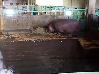 食事中のカバ（動物園、ペット、動画、生物、犬、猫、アフリカ）
