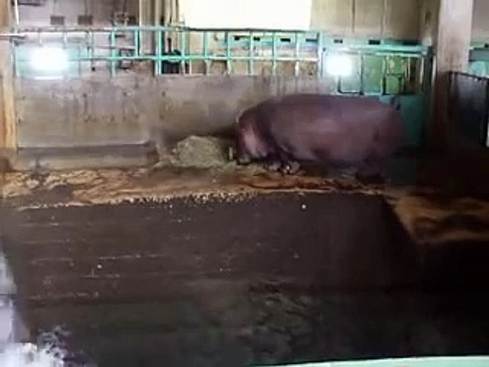 食事中のカバ（動物園、ペット、動画、生物、犬、猫、アフリカ）