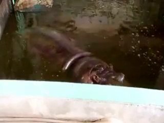 水の中のカバ（動物園、ペット、動画、生物、犬、猫、アフリカ）