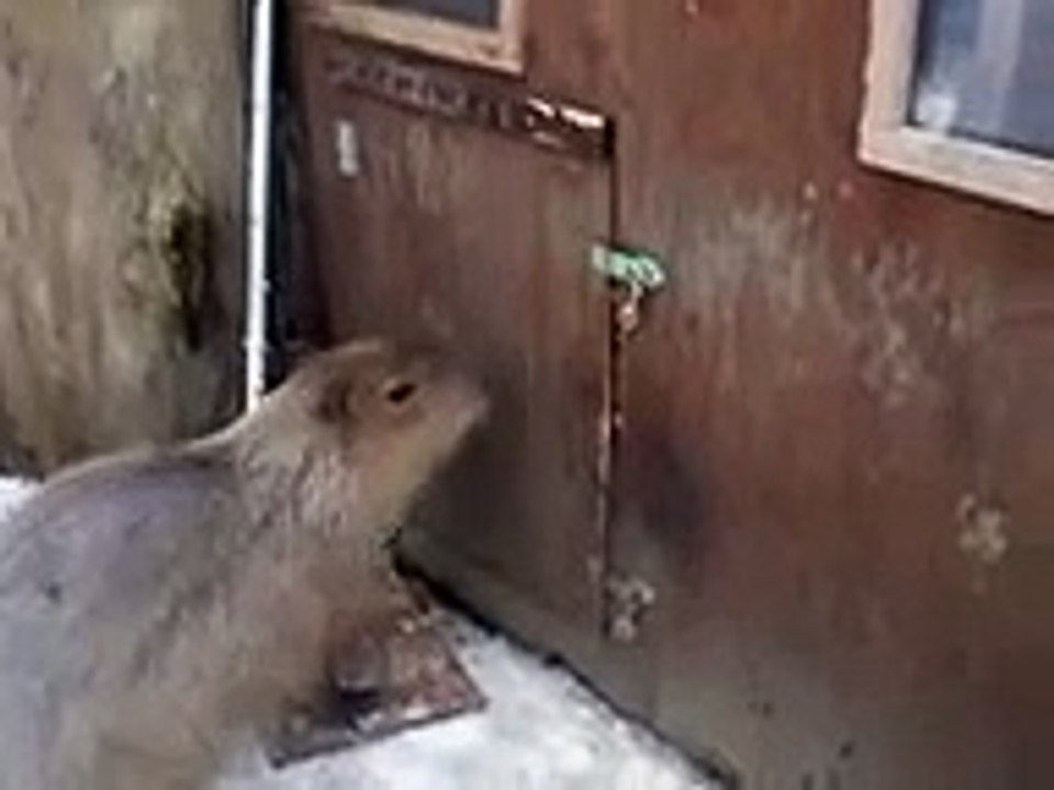 カピバラの湯（動物園、ペット、動画、生物、犬、猫、動物）