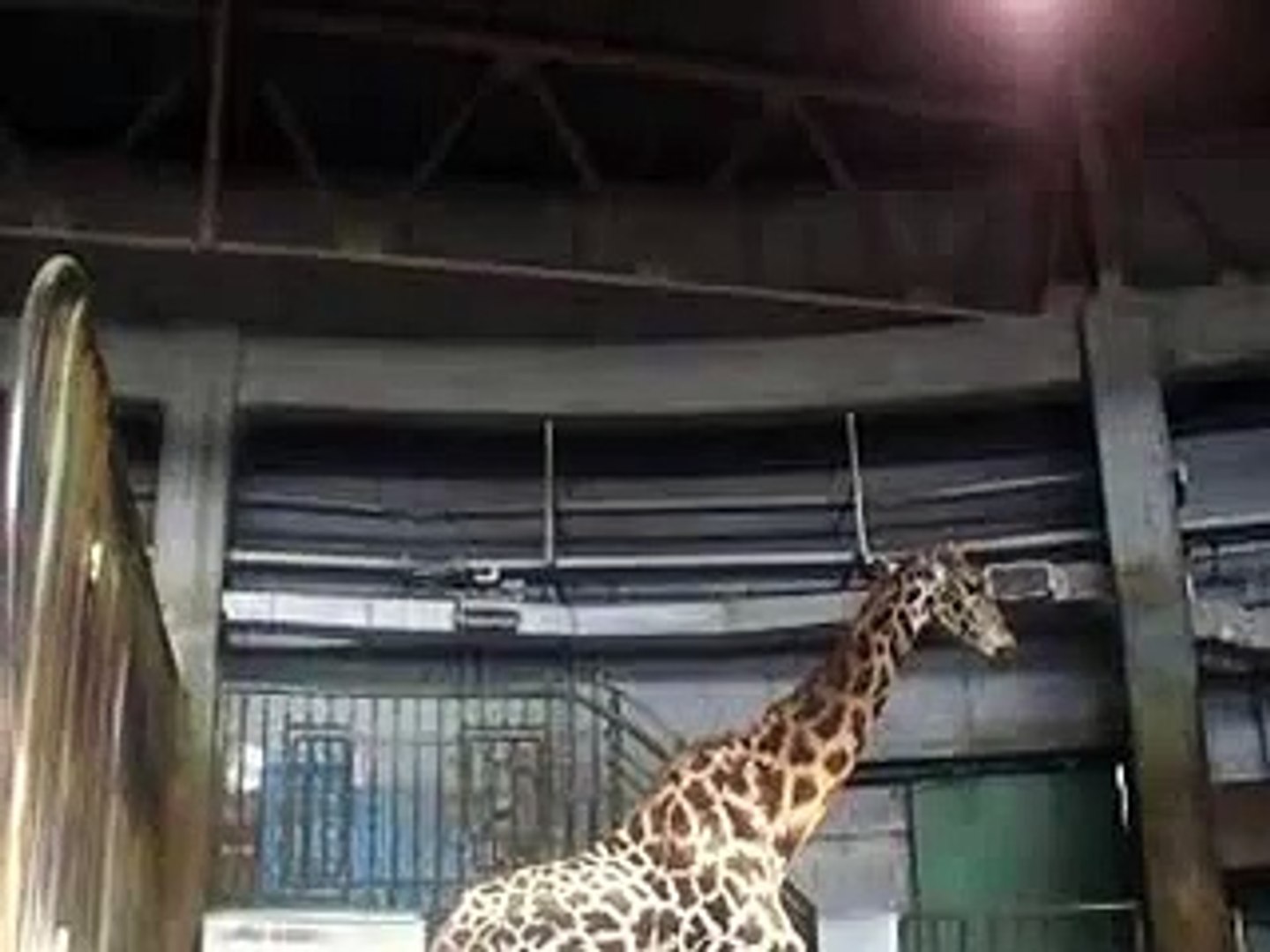 キリン（動物園、ペット、動画、生物、犬、猫、動物）