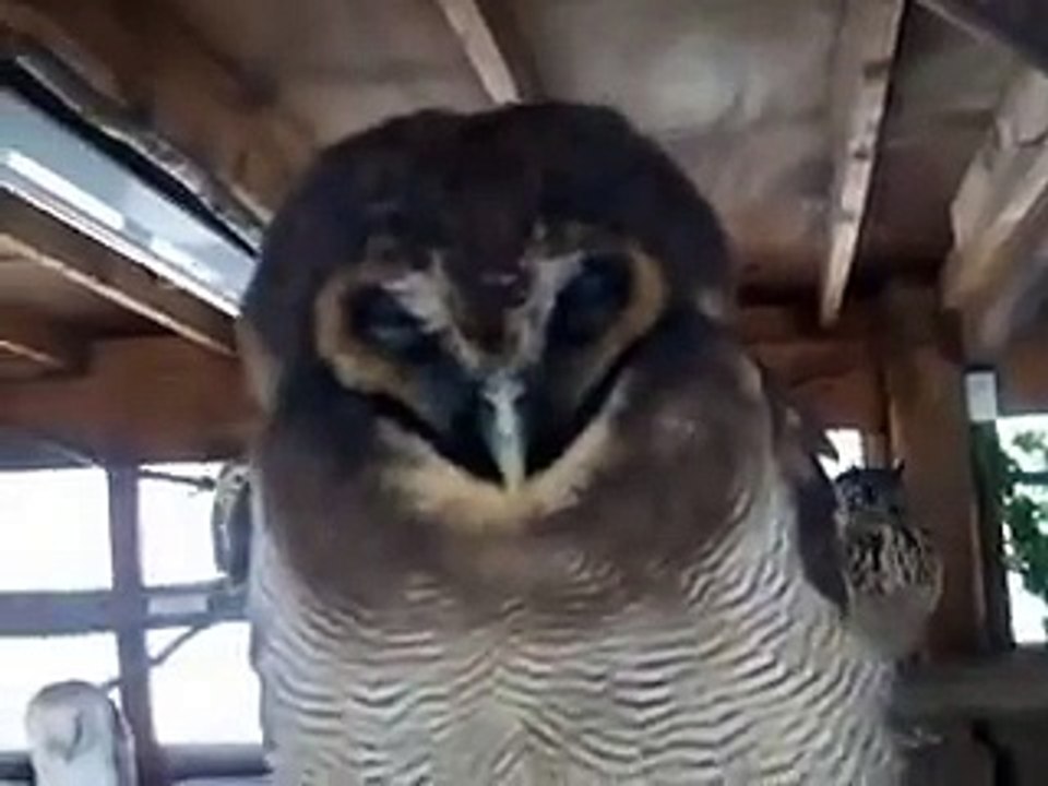 フクロウの集い（ペット、動画、生物、犬、猫、動物、梟、鳥）