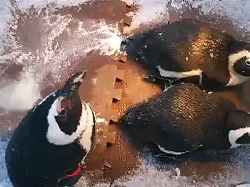 ペンギンの集い（動物園、ペット、動画、生物、犬、猫、動物）