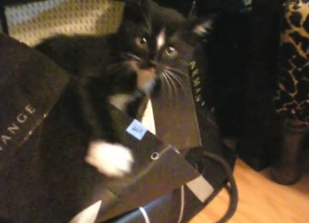 Adventurous Kitten Explores Inside a Bag