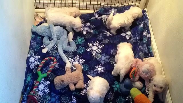 Bichon Frise IMG 1918