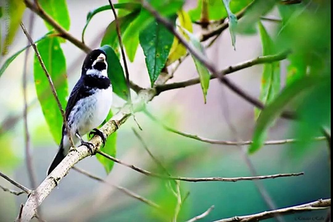 VID-20150210-WA0001