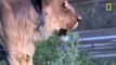 Discovery BBC documentary animals 2015 National Geographic Documentary Lions vs Hyenas