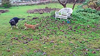 Cats vs. Dogs vs. Wilson Phillips