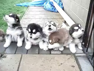 Fluffy husky puppies howling away! SO CUTE!