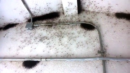 There’s Spider Infestations And Then There’s This