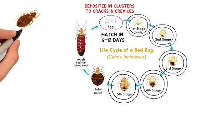 Best Bed Bugs Control Company in Florida