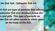 No Sick Fish : Saltwater Fish Ich