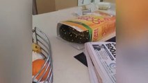 This guy finds a giant snake in his cereal box