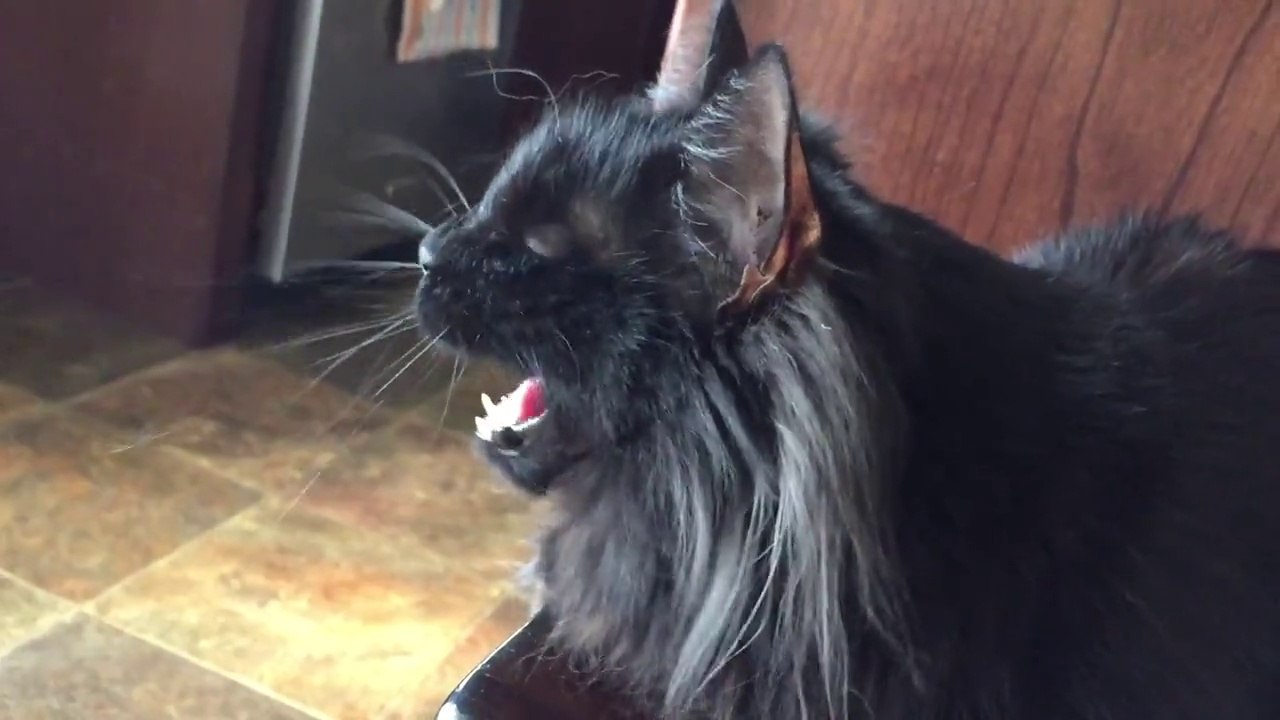This cat seeing bird by the window is completely crazy