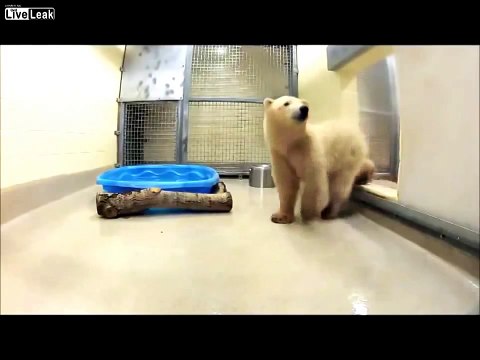 Чистота залог здоровья! Чистоплотный медведь