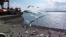 Seagulls flying in Nagasu ferry port2
