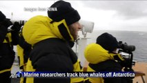 Blue whales 'switch on' Antarctic song