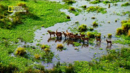 الحياة البرية في النيل _ قلب الظلام