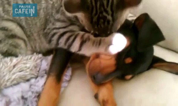 Un chat s'inquiète et prend soin d'un chiot qui rentre du vétérinaire