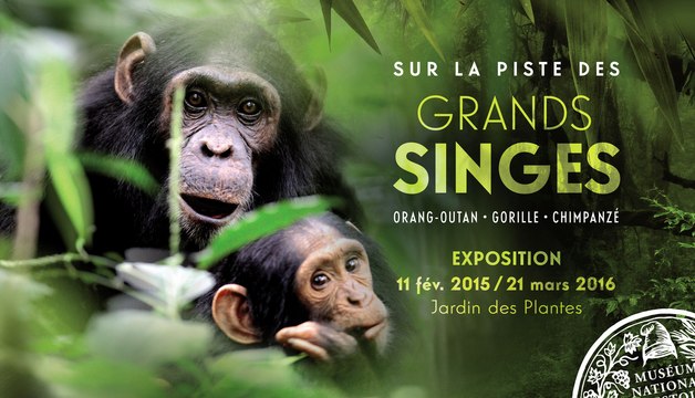 Exposition : sur la piste des Grands Singes