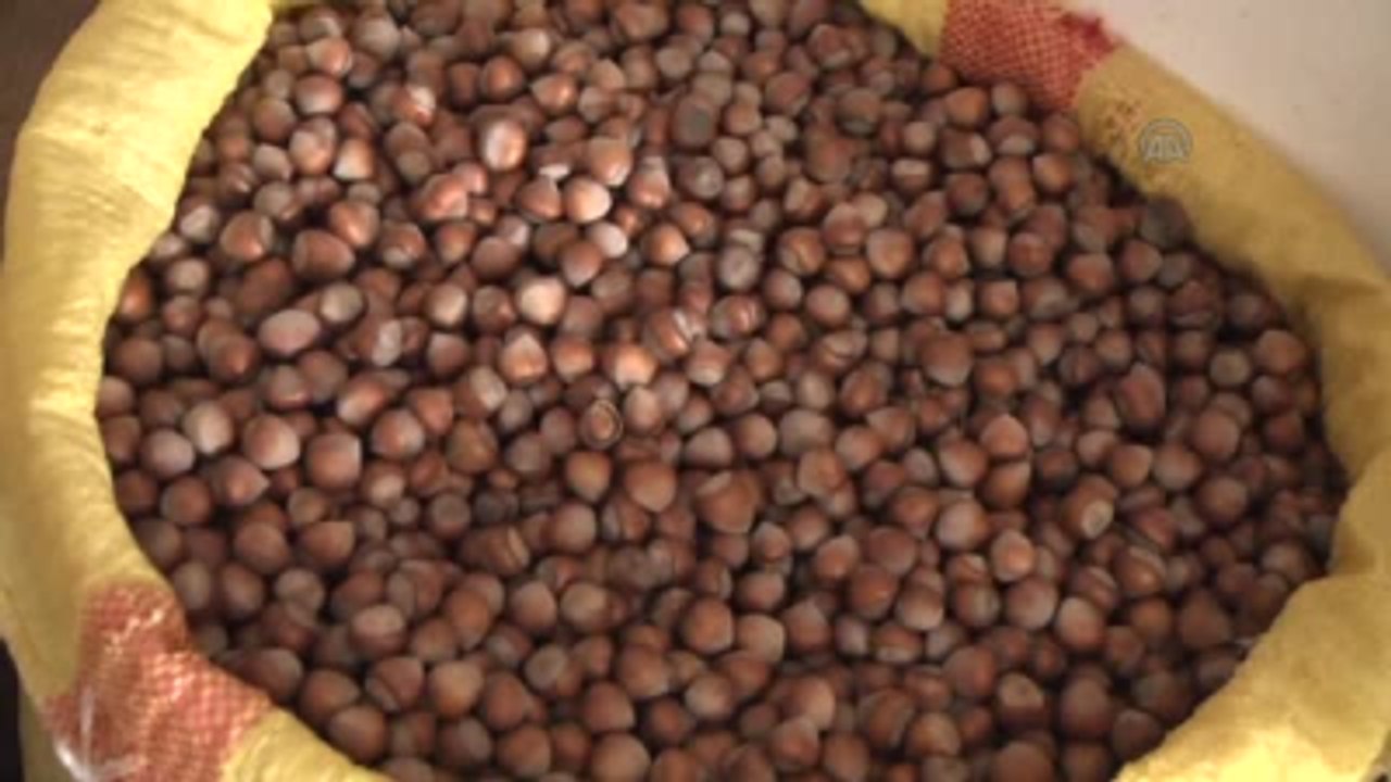 Fındık, Fiyat İstikrarını Koruyacak"