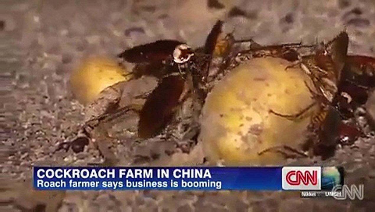 cockroack farm in china