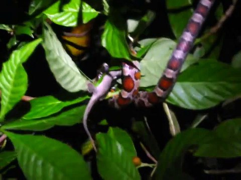 Corn Snake Eating Anole Lizard