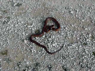 Florida Corn Snake (a.k.a. Red Rat Snake)