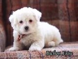 Bichon Frise Puppies For Sale In Pa