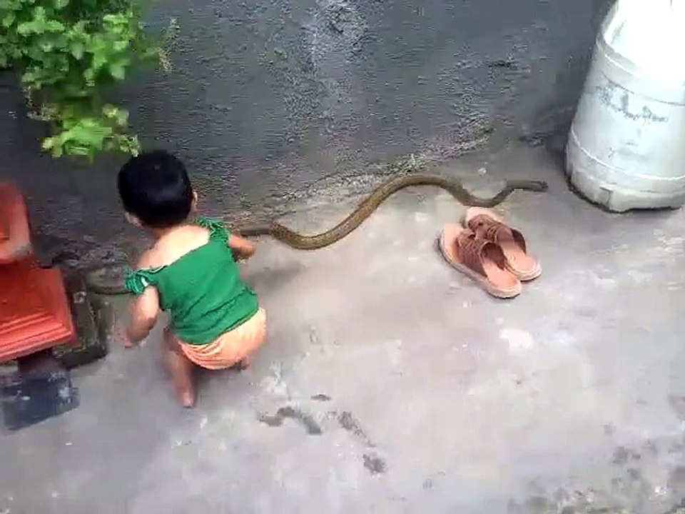 Brave Kid is Playing with Snake