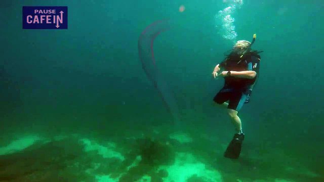 Des plongeurs filment une espèce fluorescente rarissime surnommée licorne des océans