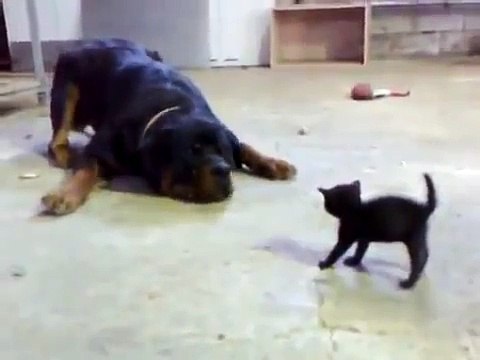 Brave Kitten Stands Up to Dog