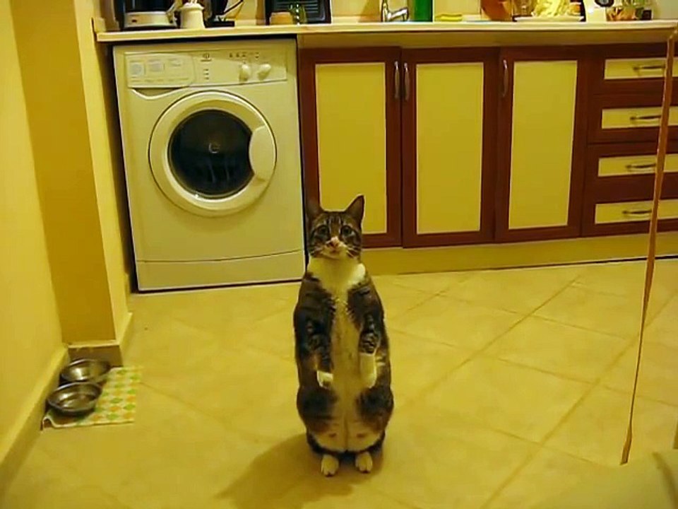 Cat Standing Up - Funny Pets