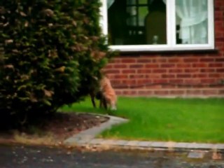 Dog saves cat from fox!