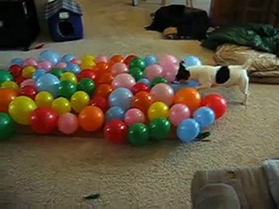DOG vs. BALLOONS