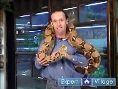 How to Care for Exotic Pets How to Care for a Boa Constrictor