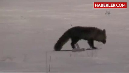 Tilkinin Yem Arayışı