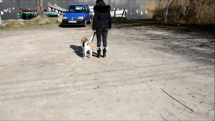 [VIDEO] Bassin annécien : Laure Morel, comportementaliste et éducatrice canin