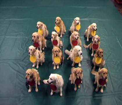 Pets Teach Science 16 golden retrievers explain atoms