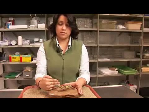 Reptiles, Amphibians, Invertebrates & Small Pets Leopard Gecko Facts