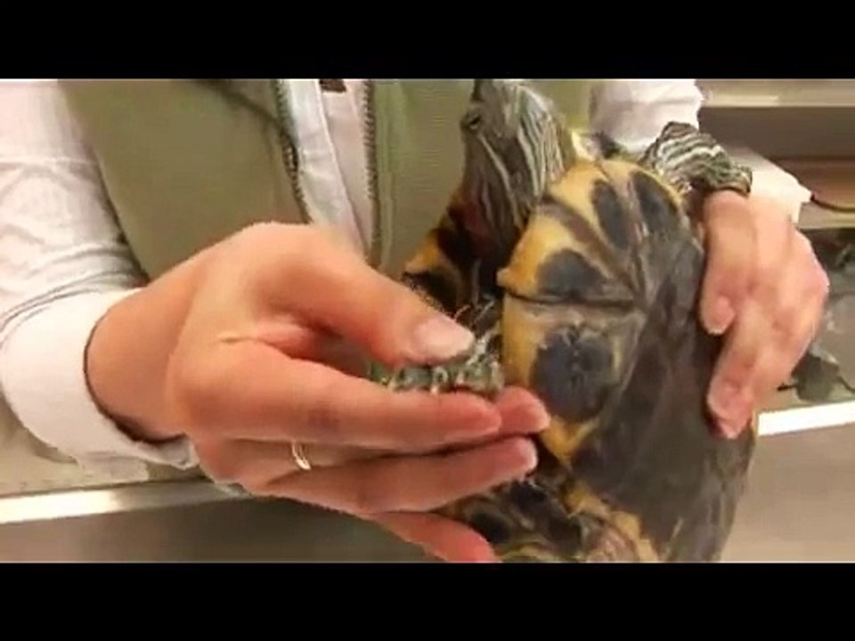 Reptiles, Amphibians, Invertebrates & Small Pets   Red-Eared Slider Facts