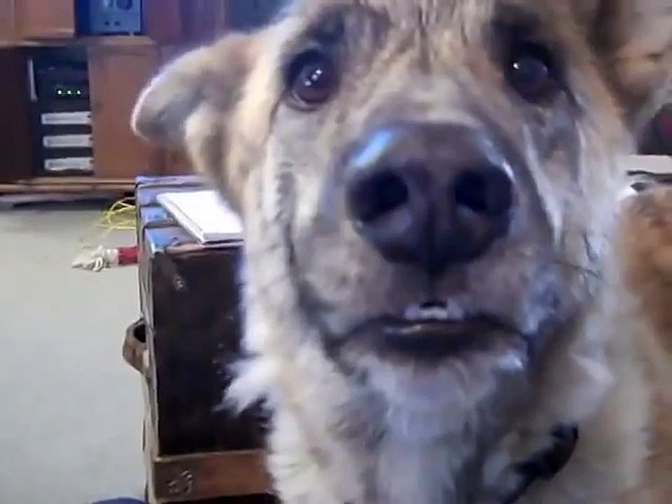 Ultimate Dog Tease