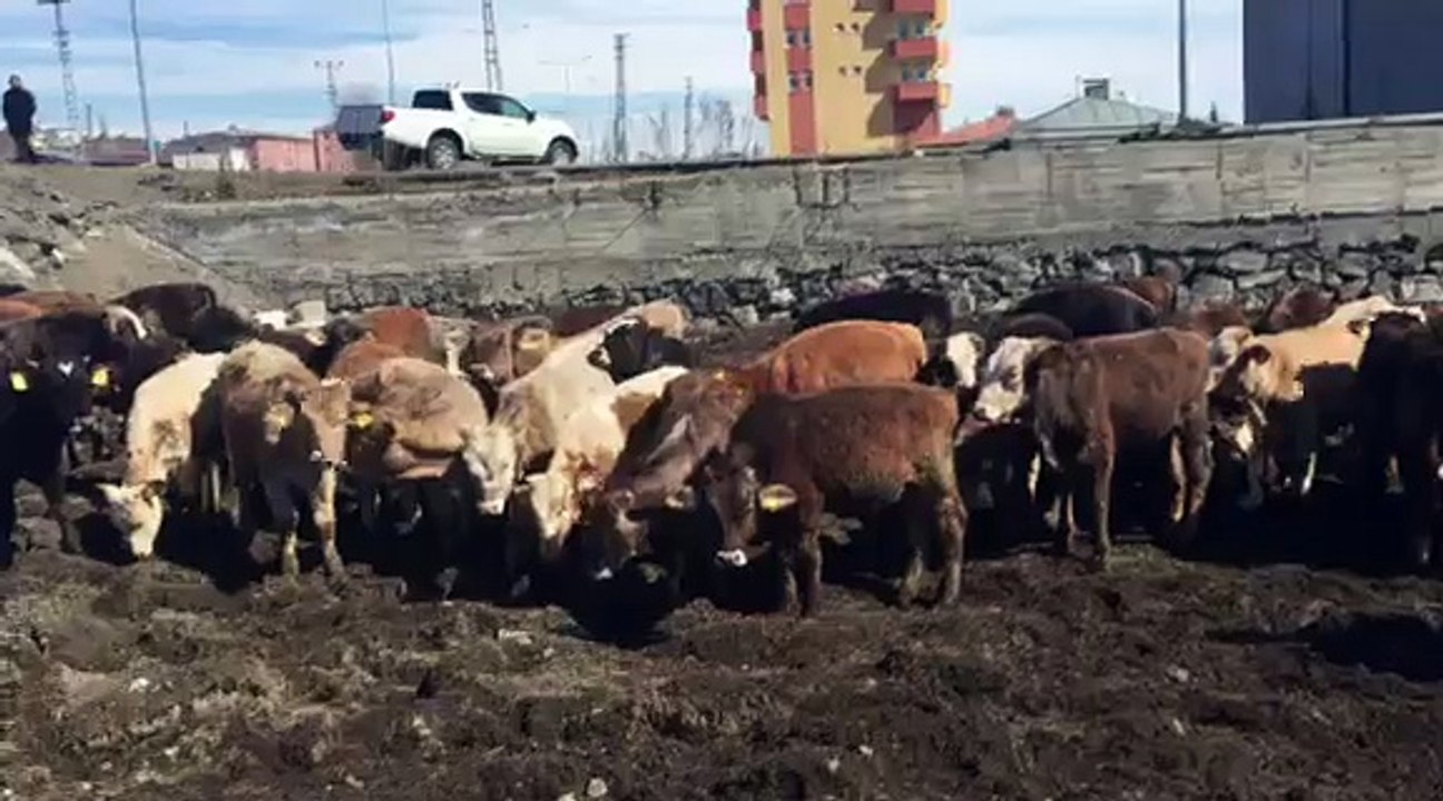 KARS HAYVAN SATIŞLARI - KARSTA MEMNUN KALACAĞINIZ TEK ADRES